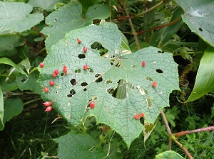 山ブドウの葉にできていた虫こぶ