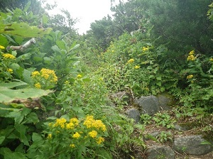 登山道脇のミヤマアキノキリンソウ