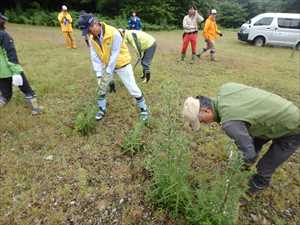 駆除作業の様子