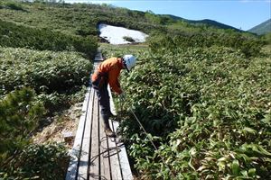 植生保護のロープ張り