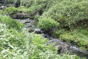 三の沼の先の涸れ沢は、雨の影響により大きな音をたて勢いよく水が流れていました。