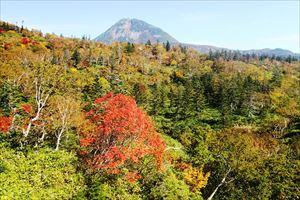 羅臼湖遊歩道入口付近から見た羅臼岳