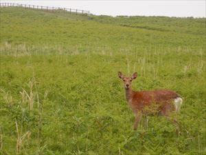 エゾシカが食事中