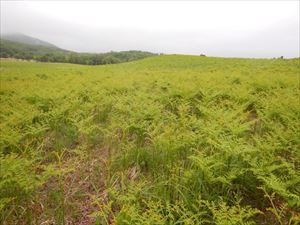 草原エリアはワラビが大量に生えており、まるで畑の様です。