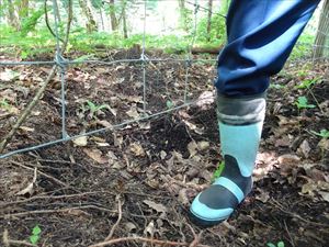 動物によって地面を掘られた部分