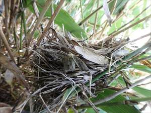 草刈り途中に見つけた鳥の巣