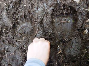 は三の沼手前の遊歩道、数少ないぬかるみです