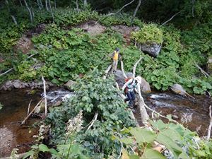 知床岳への登山者