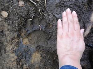 ヒグマの足跡とヒグマが食べたハイマツの食べかす。