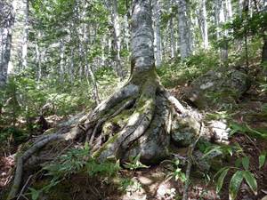 ポンホロ沼周辺の林内では大きな岩を抱きかかえるように成長を続けるトドマツの姿がありました。