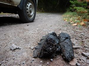 カムイワッカ湯の滝へ向かう途中の林道でヒグマの糞を見つけました