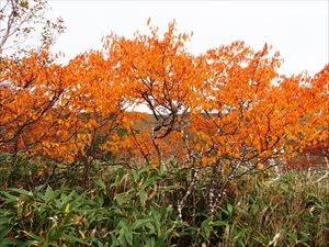 紅葉、チシマザクラの橙