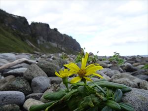 花の時期はほとんど終わってしまった中、エゾオグルマだけが海岸線を彩っていました。