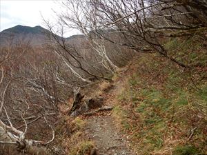 本日は斜里町側の羅臼岳(登山)歩道を巡視しました。