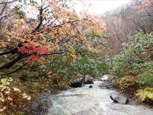 紅葉している木はナナカマド、その奥のまだ緑色の葉の木はハンノキです。