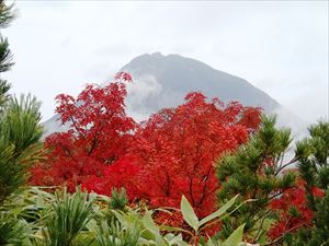 紅葉、ウラジロナナカマドの赤