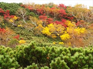 ここはハイマツ帯なので山全体が色づくのではなく、常緑のハイマツの緑の中に、黄、橙、赤が混ざり合う、そんな紅葉の時季を迎えていた羅臼湖遊歩道でした。