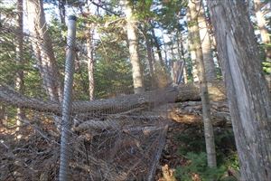 倒木の部分には切り込みを入れて新しい網をなんとか張ることができました。