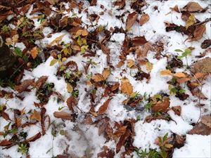 ミズナラのある森の中では、昨年落ちたドングリが発芽して育った幼木が沢山見られます。 少し雪の降った森の中。紅葉して枯れる直前の幼木がいくつもあります。