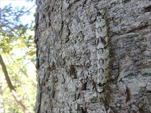 トドマツの樹皮に溶け込むように毛虫が潜んでいました