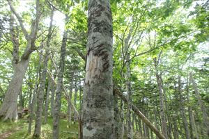 途中、歩道近くのトドマツにヒグマの爪跡がありました。