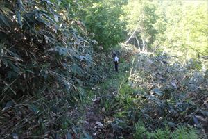 本日は羅臼側の登山口から登山道の巡視と草刈りを行いました。