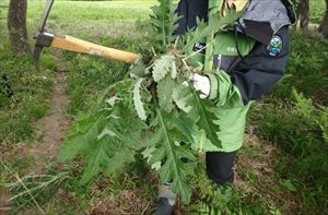 また、アメリカオニアザミは開花した後は綿毛となって種を飛ばすので、開花前のこの小さい株の時に根こそぎ処理してしまう事がとても大事です。