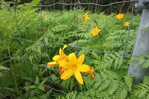 岩尾別地区では防鹿柵の外側で一つも咲いていないエゾカンゾウの花が柵の内側では多数開花しているのを確認しました。