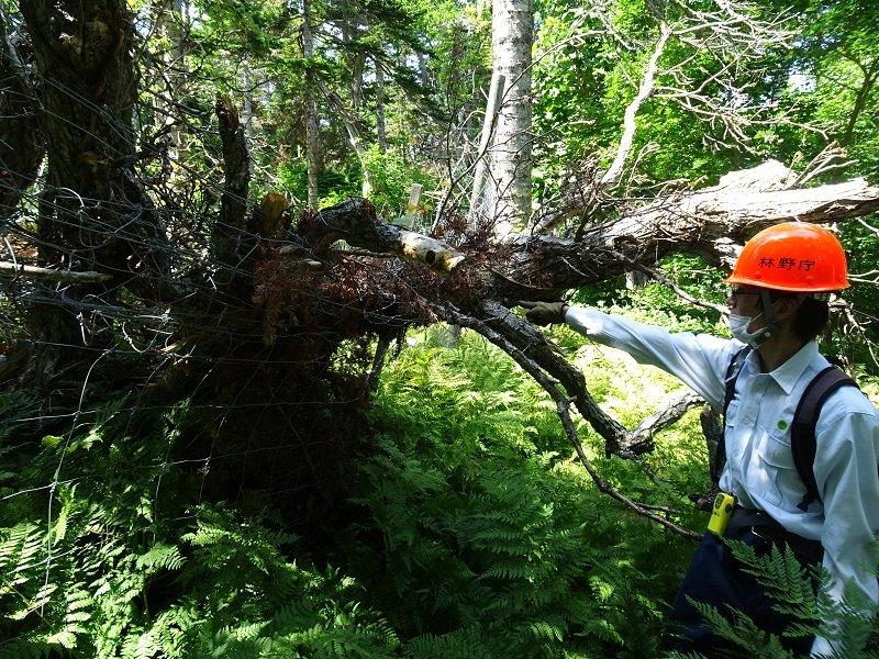 柵の金網部分が押しつぶされた状態