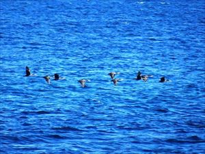 夏を北海道で過ごす鳥にとっては渡りの季節