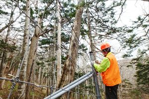 木を切り落とした後のワイヤーのフォローも大事な補修作業のひとつです。