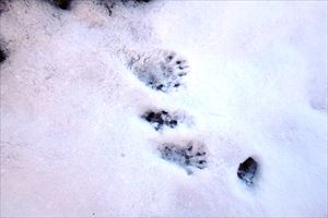 今日は人の足跡は1名分でしたが、人以外の動物の足跡がたくさんありました。