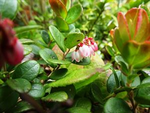 足元にはコケモモの花が咲いていました。