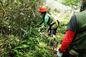 入林箱を設置した後は歩道にかかっている枯枝の除去や笹刈を行い、本日の作業は終了となりました。