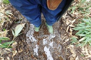 歩道にはぬかるんだ箇所があり、歩道を逸れて歩いてしまうと植生を破壊することになるため、ここでは長靴が必要です。