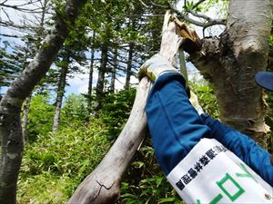 歩道上にかかる枯れ枝や倒木等を除去しながら羅臼湖を目指します。 