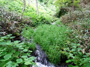 作業前・水面がほとんど見えません