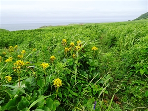 岬の大地に根を張るトウゲブキ