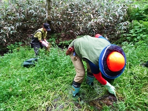 長靴とゴム手袋を履き作業開始