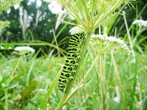 フレペの滝巡視では、セリ科植物にキアゲハの幼虫がいました。