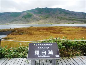 羅臼湖周辺の植物も茶色が目立つ様になってきました。