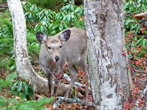 最後に羅臼岳の岩尾別登山口に立ち寄ると、アズキナシの果実を夢中で食べるエゾシカの姿が見られました。