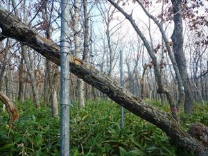床には植生へのシカの影響を調べるための防鹿柵を設置してありますが、日頃の維持管理が大変で、特に強風後には巡視が欠かせません。 中には倒木が大きすぎる場合などGSSの私たちだけでは対処できないこともあります。