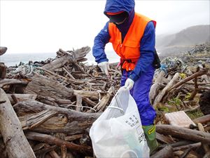 知床の海岸線で一番多く見かける漂着物は流木ですが対象外のため流木の隙間に見える小さな家庭ゴミを拾います。