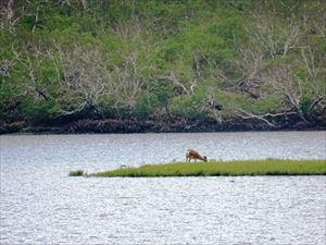 羅臼湖の中には小さな島がありますが、草を食むエゾシカの姿が見られました。