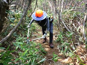 新噴火口上部から先の樹林帯で、歩道に覆いかぶさる笹を刈りこんできました。