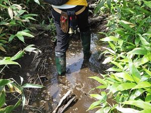 二の沼は完全に干上がっていますが、歩道には水たまりやぬかるみがあります。