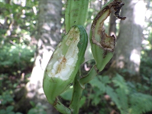 食べられたオオウバユリの実