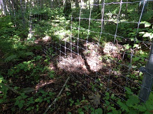 ここでは小動物が柵の下を掘った形跡こそありましたが、倒木等の大きな損傷も無く、応急処置を施して完了しました。