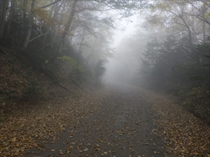 霧が立ち込めた歩道